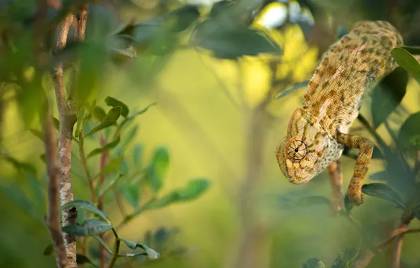 Picture pose, look, blur, branches, leaves, bokeh, reptile, chameleon