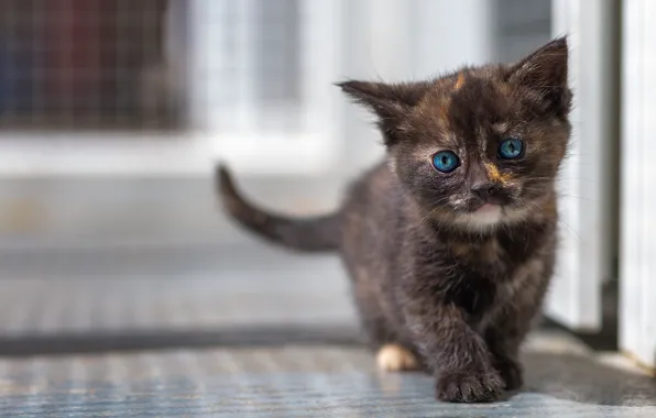 Cat, light, pose, kitty, dark, baby, floor, walk