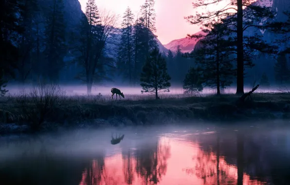 Forest, lake, deer, mountain mist