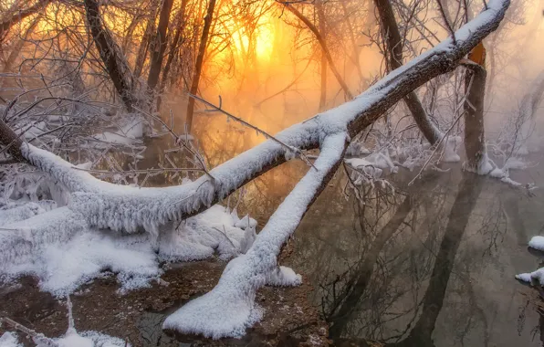 Winter, forest, water, the sun, snow, trees, fog