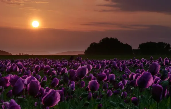 Field, summer, the sky, the sun, clouds, trees, sunset, flowers