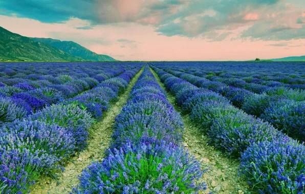 Picture field, flowers, lavender