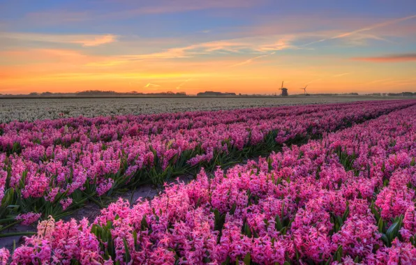 Field, the sky, clouds, landscape, sunset, flowers, treatment, spring