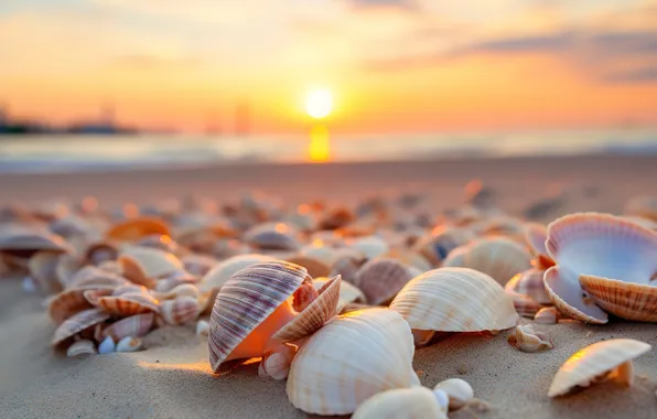 Sand, sea, beach, star, shell, beach, sea, sand