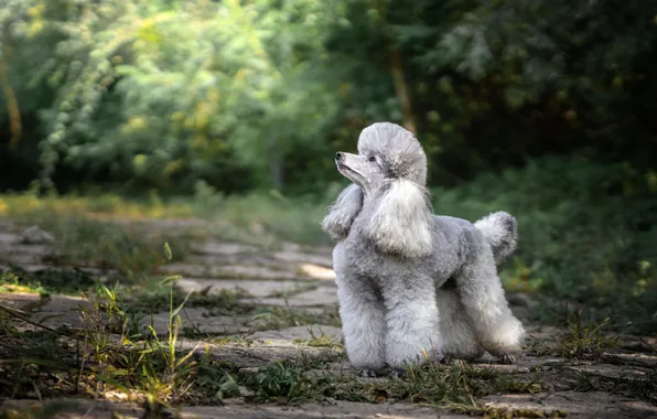 Look, nature, Park, grey, tile, dog, puppy, face