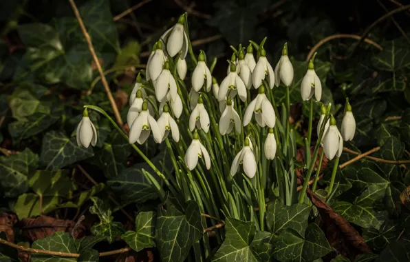Leaves, flowers, glade, spring, snowdrops, white, ivy, Liana
