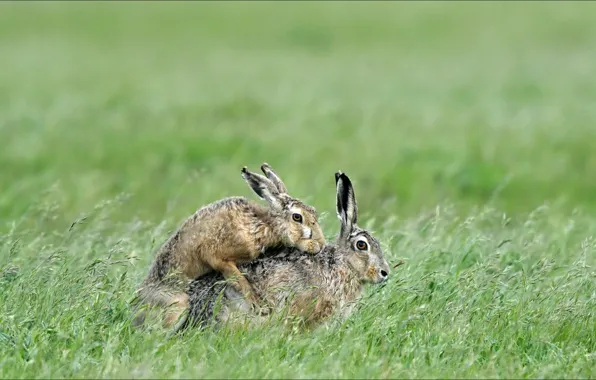 Animals, nature, pair, rabbits, animals, nature, oops, two