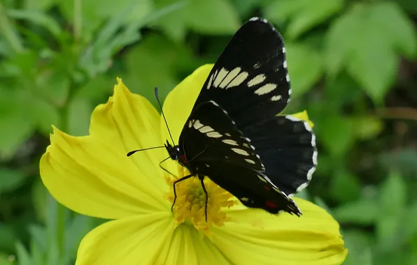 Flower, macro, butterfly, wings, beautiful, closeup