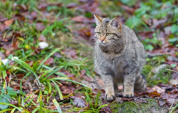 Picture cat, grass, leaves, wildcat, wild cat, ©Tambako The Jaguar