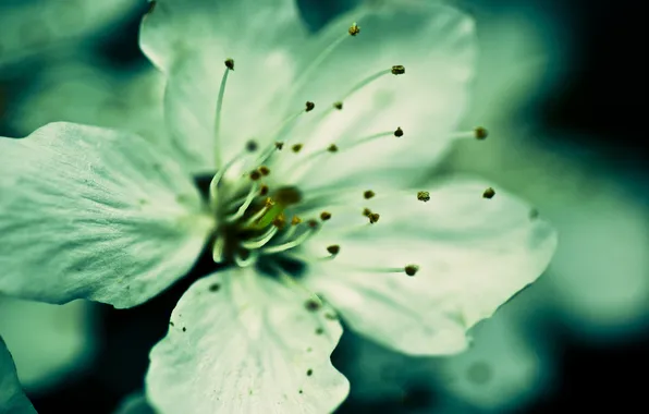 Picture pollen, stamens, sheets