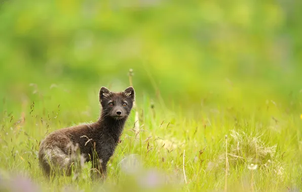 Greens, grass, little, Fox, polar Fox