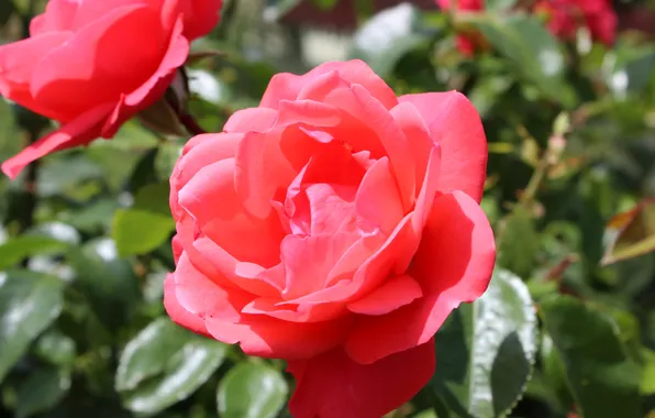 Leaves, roses, petals, buds, mouth