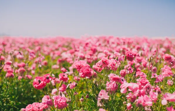 Field, flowers, petals, pink