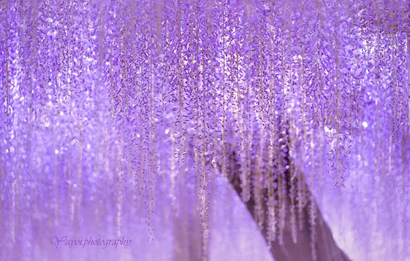 Japan, flowering, lilac, Wisteria