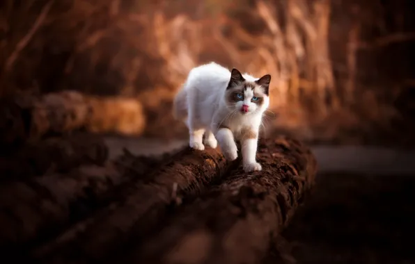 Language, cat, look, light, nature, pose, kitty, walk