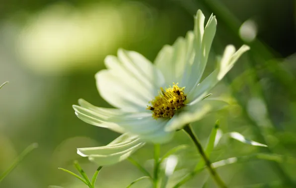 White, flower, macro, kosmeya