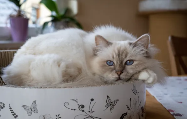 Cat, cat, look, pose, table, room, box, legs