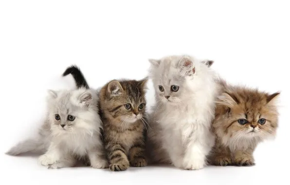 Kittens, fluffy, kids
