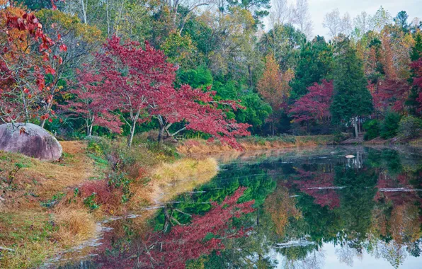 Picture autumn, forest, the sky, trees, pond, Park, stones