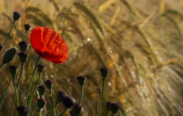 Field, flower, Mac, rye, bokeh, Wallpaper from lolita777
