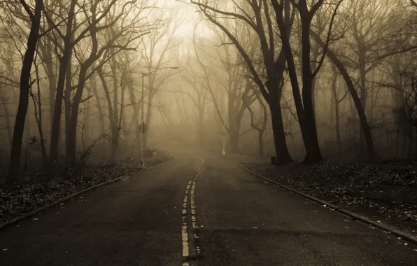 Picture road, trees, fog, foliage, Autumn