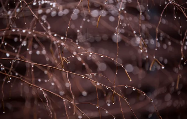 Drops, branches, nature, rain, blur, spring, birch, flowering