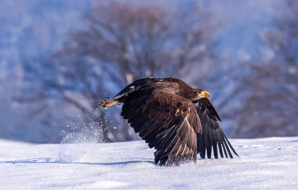Winter, light, snow, trees, nature, bird, eagle, wings