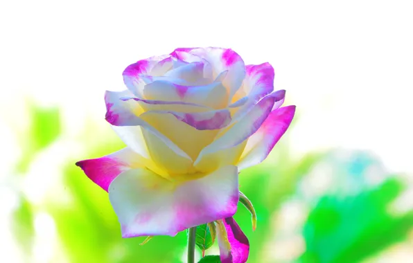 Background, rose, beauty, petals
