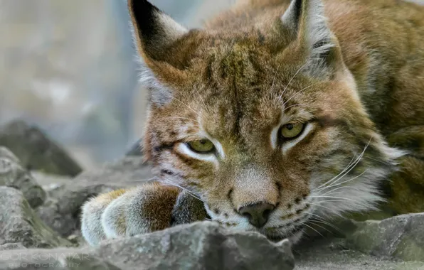 Picture face, lynx, lying on the stone