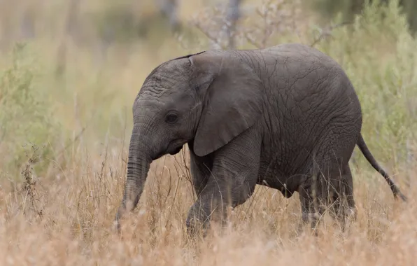 Nature, elephant, Africa