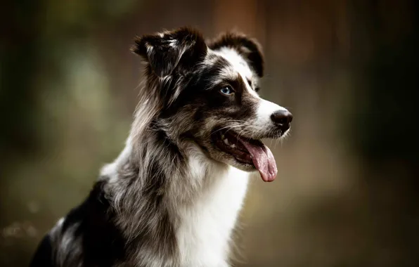 Language, look, nature, background, portrait, dog, face, the border collie