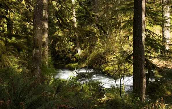 Picture forest, trees, stream, USA, the bushes, Silver Falls National Park