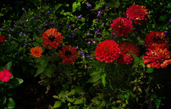 Picture greens, purple, summer, flowers, red, thickets, foliage, bright