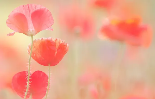 Light, flowers, Maki, blur, pink, gently, al, poppy field
