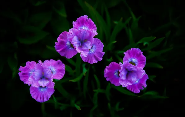 Picture flowers, the dark background, trio, lilac, iris
