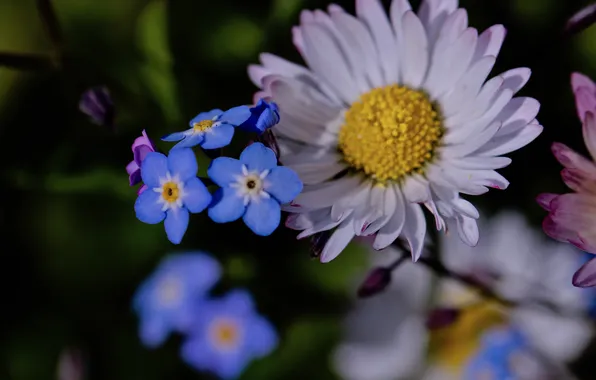 Flowers, the dark background, spring, blue, white, blur, bokeh, forget-me-nots