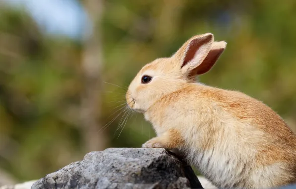 Background, stone, hare, rabbit, red, rabbit, hare