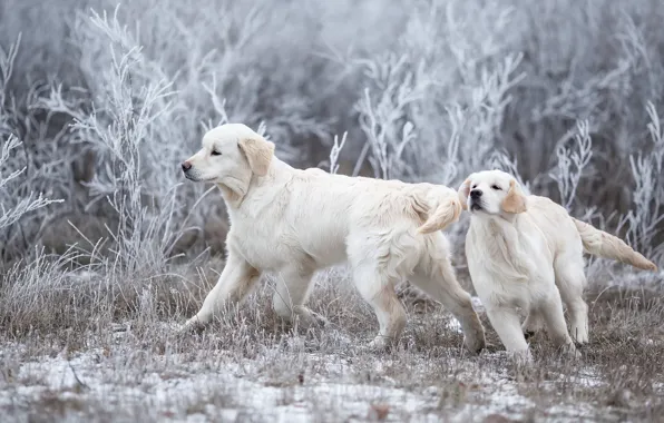Winter, frost, dogs, grass, snow, branches, nature, pose