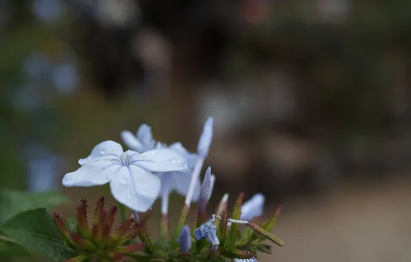 Picture flower, petals, blue