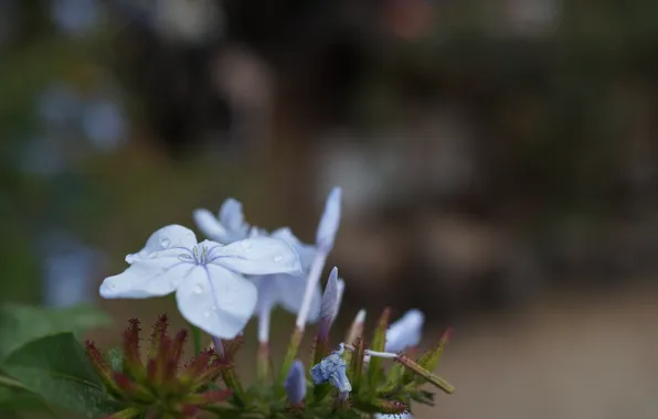 Flower, petals, blue