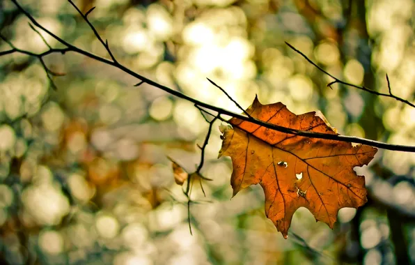 Picture autumn, macro, sheet, by diggedy-d, don't leaf me