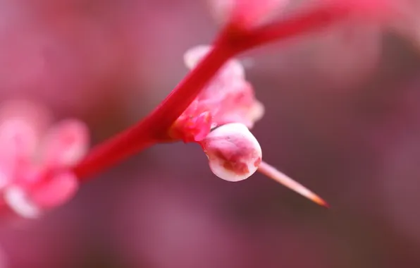 Flower, macro, pink, plant, thorn, raspberry