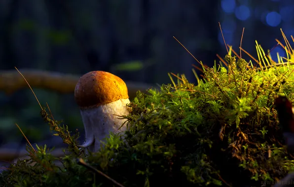Picture mushroom, moss, White