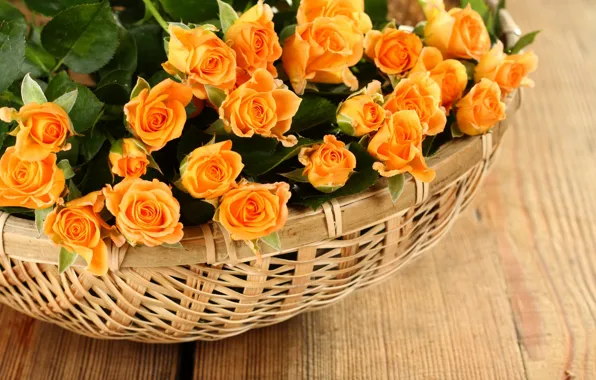 Picture roses, petals, rose, flowers, petals, roses, basket, basket