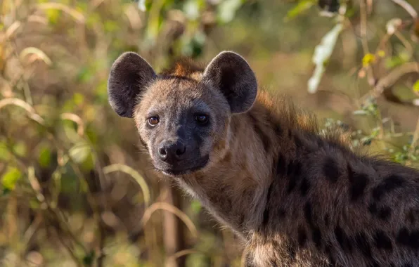 Look, face, light, portrait, hyena