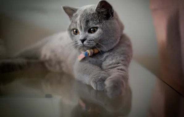 Cat, cat, look, pose, face