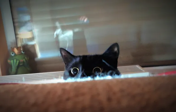 Black, The game, Kitty, Cat, Hunter, Handsome, Hunting, Igrulya