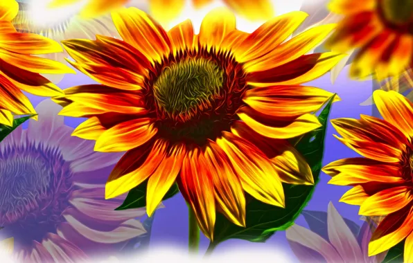 Graphics, Sunflowers, flowers
