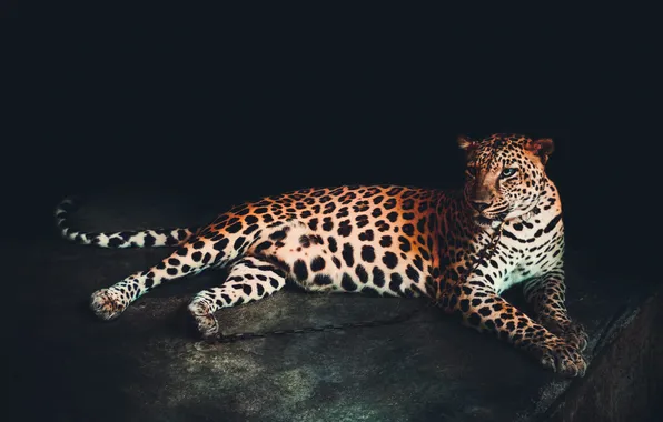 Leopard, lies, shadows, black background