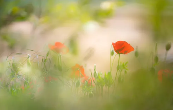 Picture greens, summer, flowers, red, background, glade, Mac, Maki